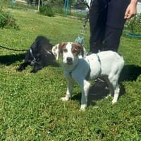 ❤Ivo - AB 13.Juni BEI UNS!!!, Hund zur Adoption
