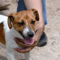 Susino freut sich auf sein neues Leben, Hund zur Adoption