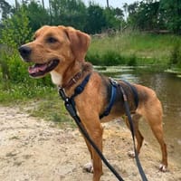Wer Schenk Anton ~ 1/25 m ein neues Heim, Hund zur Adoption
