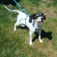 ❤Emely - AB 13.Juni BEI UNS!!!, Hündin zur Adoption