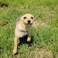 Abby sucht ein Körbchen, Hündin zur Adoption