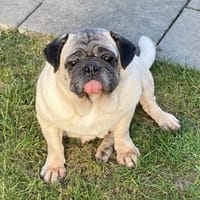 Sofa frei? Mops MARGO hätte Interesse!, Hündin zur Adoption
