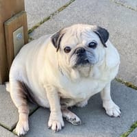 Mops VIKI auf Wohnungssuche, Hündin zur Adoption