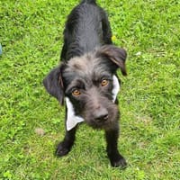 Schmusebacke Tom sucht ein Zuhause, Hund zur Adoption
