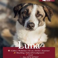 Hündin Luna aus Goch sucht neues Zuhause, Hündin zur Adoption