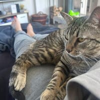 Junger Kater PEPPER sucht sein Zuhause!, Kater zur Adoption