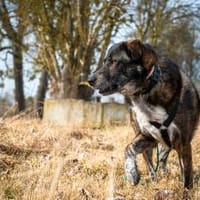 Verschmuster RUDY sucht sein Zuhause!, Hund zur Adoption