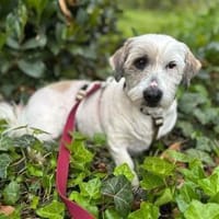 Eveline - die freundliche Seele, Hündin zur Adoption
