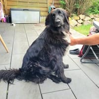 Eros Mix Rüde 2,5 Jahre alt in 78166, Hund zur Adoption