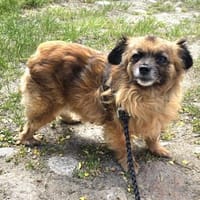 Liebevolle Nala, Hündin zur Adoption