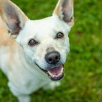Lujzi, Hündin zur Adoption