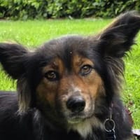 SALOME-bildschöne, zauberhafte Hündin, Hündin zur Adoption