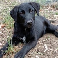 Nera sucht liebe Menschen, Hündin zur Adoption