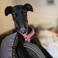 Monti wünscht sich eine Familie, Hund zur Adoption