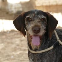 Wer gibt Barth Familienanschluss, Hund zur Adoption