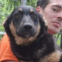 Süsser kleiner Welpe Solyom, Hund zur Adoption