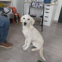 Bacio möchte Ihnen Freude bereiten, Hund zur Adoption