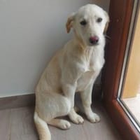 Wunderbare Bia sucht Familie, Hündin zur Adoption