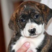 Wer gibt goldiger Bobbi ein Zuhause?, Hündin zur Adoption