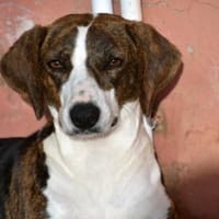 Freundliche Katar sucht Zuhause, Hündin zur Adoption