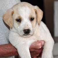 Goldiger Bibbo sucht Zuhause, Hund zur Adoption