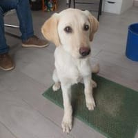 Blenda sucht ihr Glück, Hündin zur Adoption