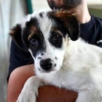 Indiana möchte Familie finden, Hündin zur Adoption