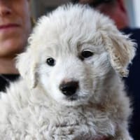 Edi sucht eigene Familie, Hündin zur Adoption