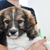Darf Eleonora zu Ihnen gehören?, Hündin zur Adoption