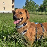 Lewis auf ener Pflegestelle, Hund zur Adoption
