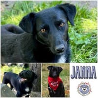 JANNA * liebenswerter Hauself, Hündin zur Adoption