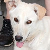 Gibsy, Hündin zur Adoption