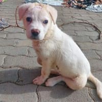 Achille wünscht sich ein Zuhause, Hund zur Adoption