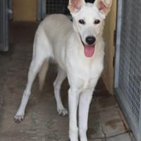 Ken sucht sein Zuhause, Hund zur Adoption