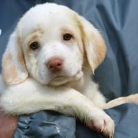 Felz wünscht sich eine eigene Familie, Hund zur Adoption