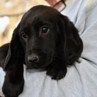 Möchten Sie Sorso ein Zuhause geben?, Hund zur Adoption