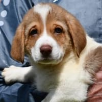 Möchten Sie Friol eine Chance geben?, Hund zur Adoption