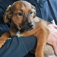 Blaze möchte Sie durchs Leben begleiten, Hund zur Adoption
