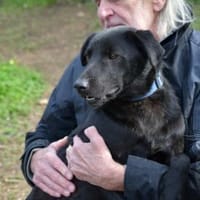 Grilletto wünscht sich liebe Menschen, Hund zur Adoption