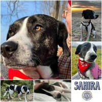 SAHIRA * sensibel und sanft, Hündin zur Adoption