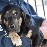 Bricko sucht liebevolles Zuhause, Hund zur Adoption