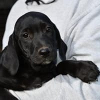 Möchten Sie Black begleiten?, Hund zur Adoption