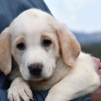 Fuego möchte zu Ihnen gehören, Hund zur Adoption