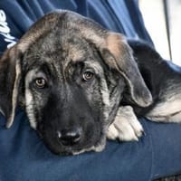 Möchten Sie Bueno bei sich aufnehmen?, Hund zur Adoption