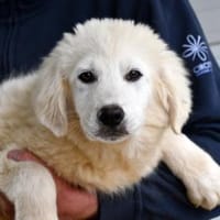 Übernehmen Sie Verantwortung für Clash?, Hund zur Adoption