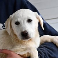 Kann CocoChanel Ihr Herz erobern?, Hündin zur Adoption