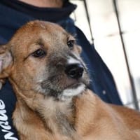 Blake sucht sein Körbchen, Hund zur Adoption