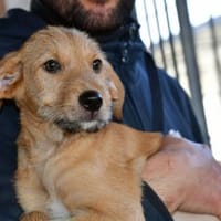 Boby hofft auf ein gutes Hundeleben, Hund zur Adoption