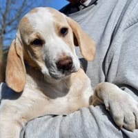 Zuhause für aufgeweckten Baru gesucht, Hund zur Adoption