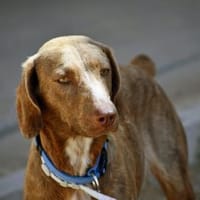 Lola sucht sportliche Menschen, Hündin zur Adoption